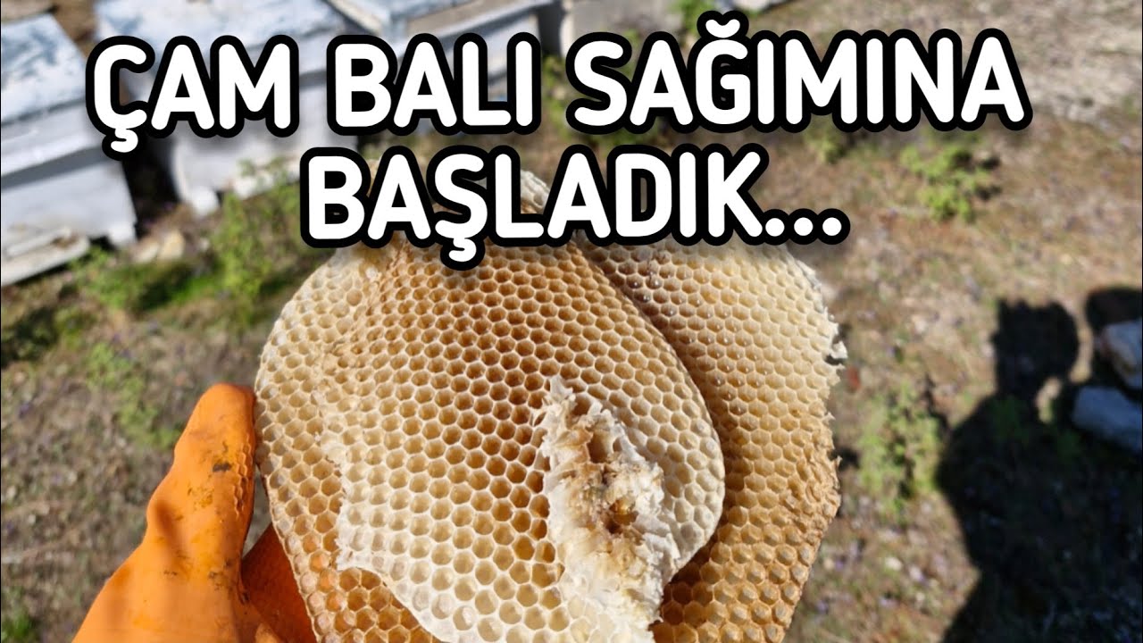 ÇAM BALI SAĞIMINA BAŞLADIK... #ARICILIK #ÇAM #BAL 