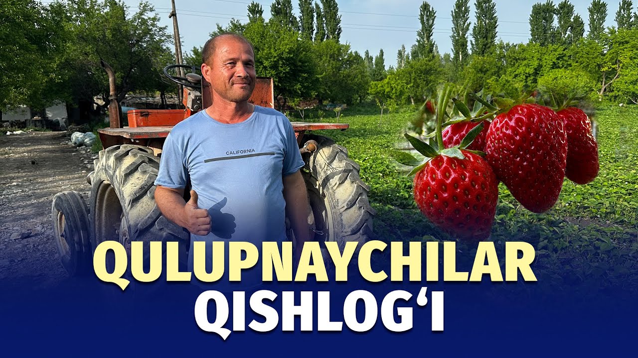 Qulupnaychilar qishlog‘i: O‘qchidan reportaj