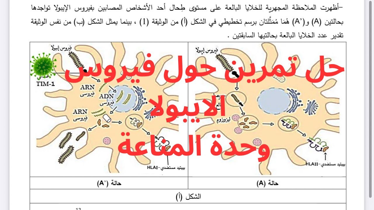 حل تمرين مقترح رقم 3 حول فيروس الايبولا (وحدة المناعة)