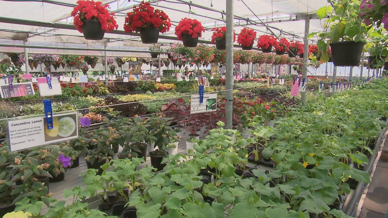 La semaine verte | D'horticulteurs à maraîchers