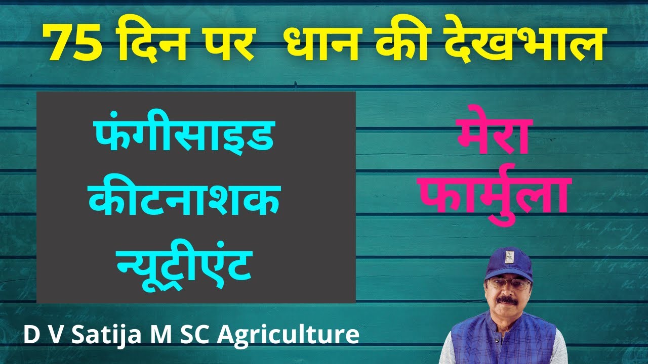 Dhan me dusra spray | blight , hopper , tana chedak | fungicide, insecticide , nutrients |