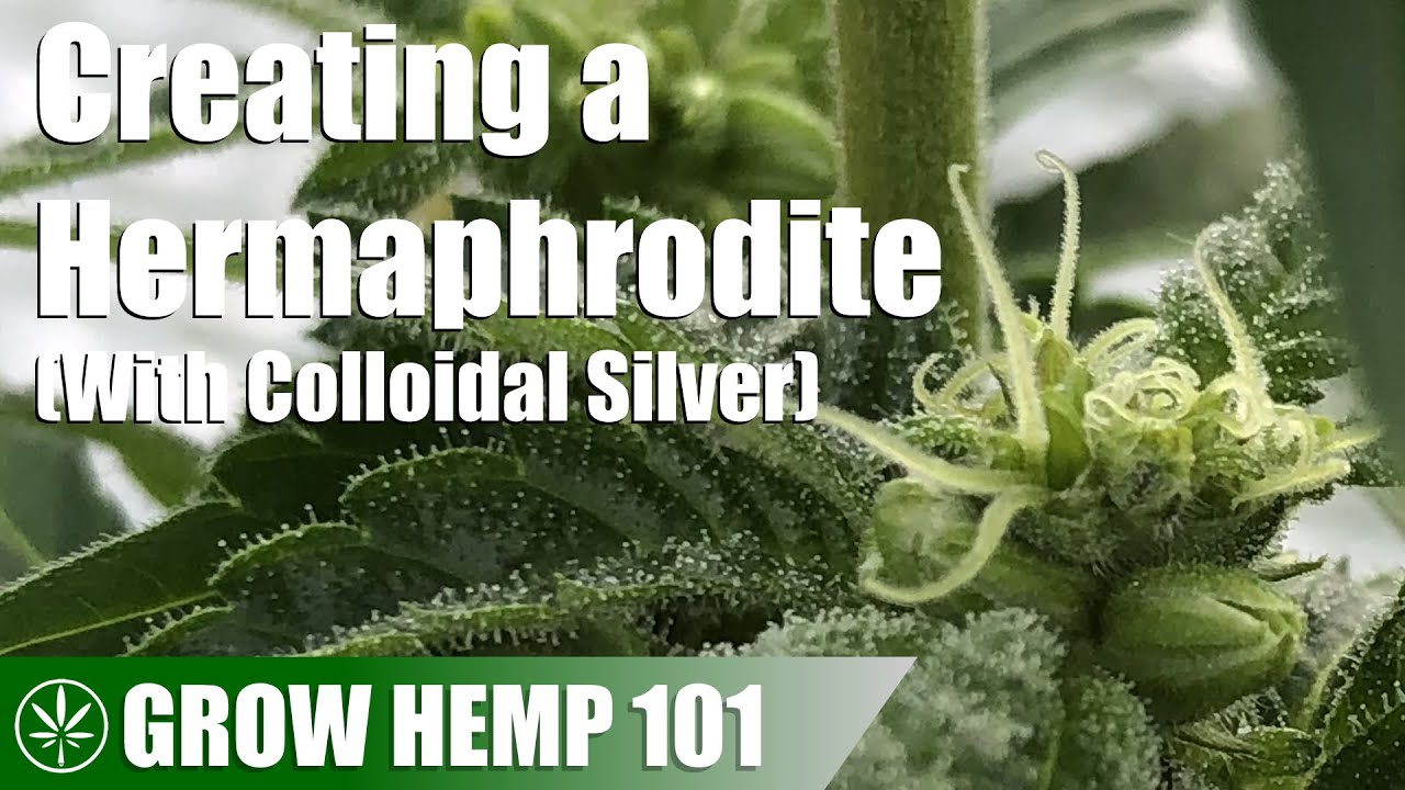 Using Colloidal Silver to Make a Hermaphrodite Plant