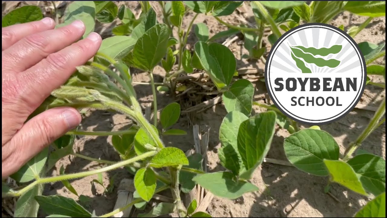 Soybean School: Fungicide strategies for slow developing crops