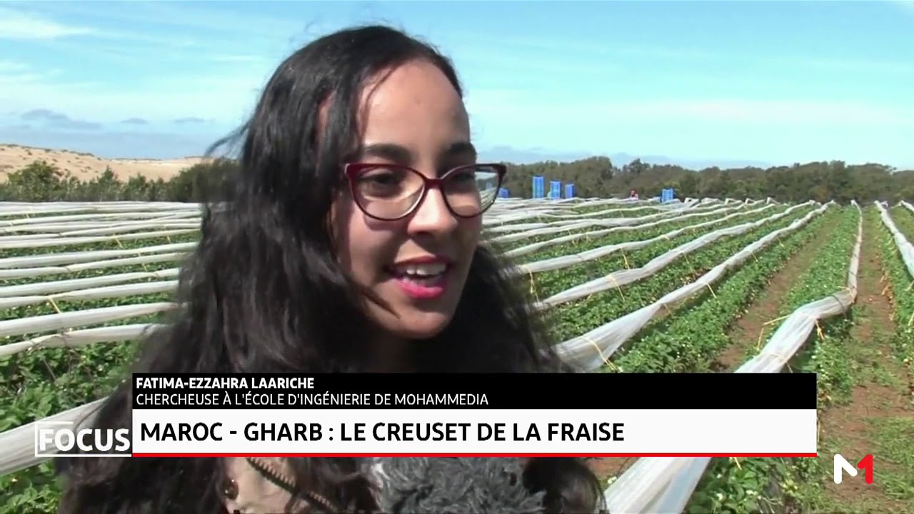 Focus-Maroc: le creuset de la fraise