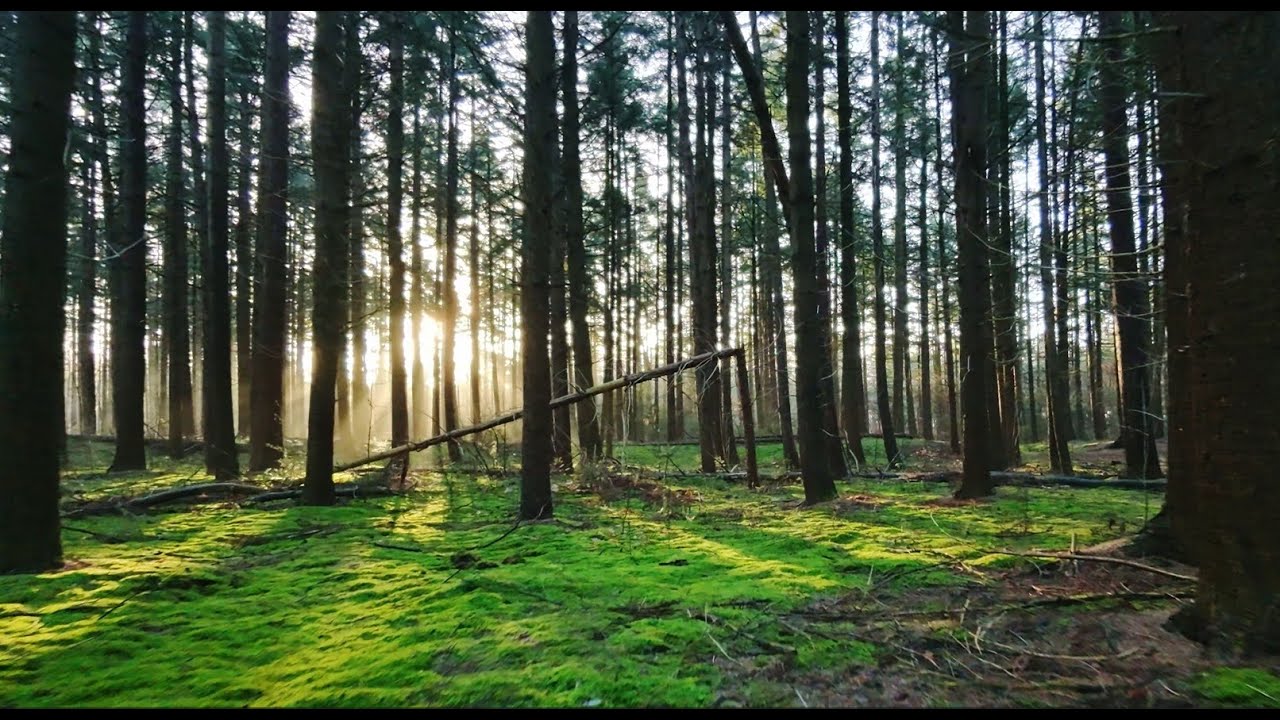 DJI NEO 2 EPIC FOREST FPV SHOTS, this drone is insane!!