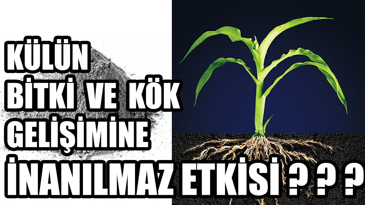 Külün Bitkilere İnanılmaz Faydaları | Doğal Gübre | Bitki Coşturan