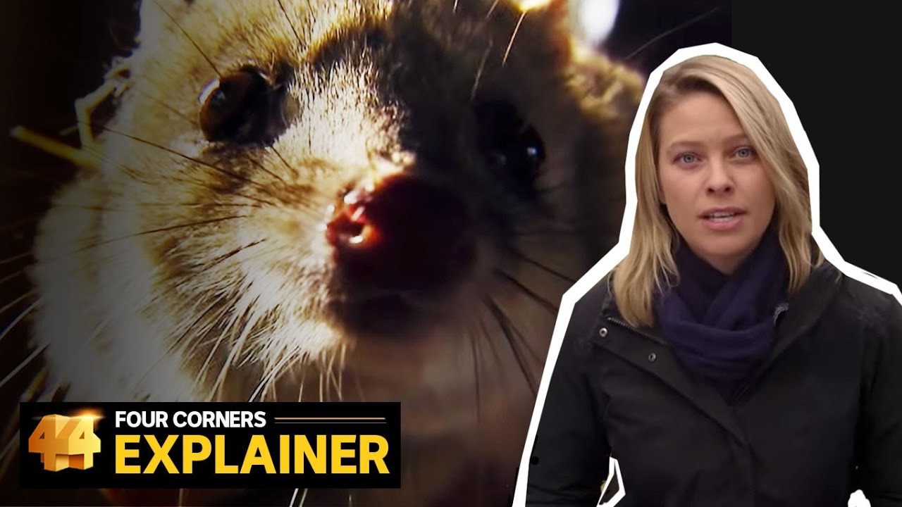 The rescue mission to save one of Australia&rsquo;s most endangered animals | Four Corners