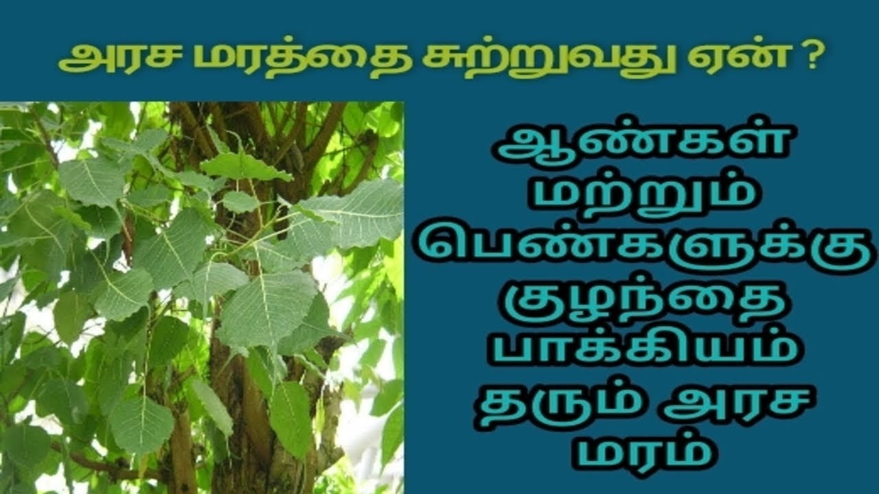 ஆண்கள் மற்றும் பெண்களுக்கு குழந்தை பாக்கியம் தரும் அரச மரம் // Arasamaram Health Benefits