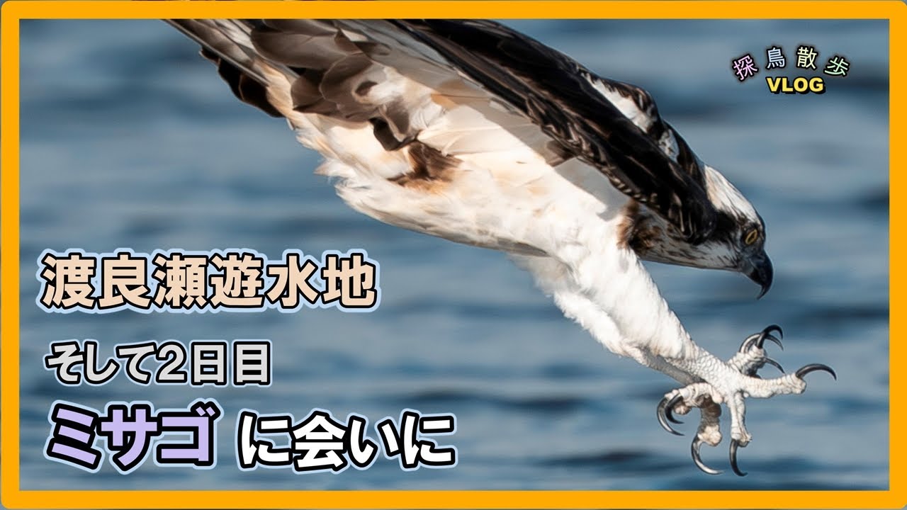 【探鳥散歩 VLOG】渡良瀬遊水地で探鳥、そして２日目ミサゴに会いに行って来ました