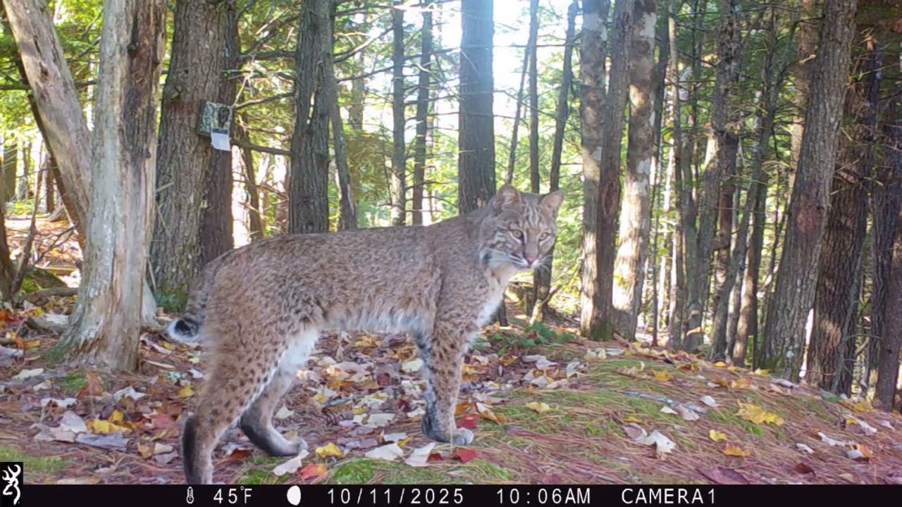 OCTOBER 2025 GAME CAMERAS