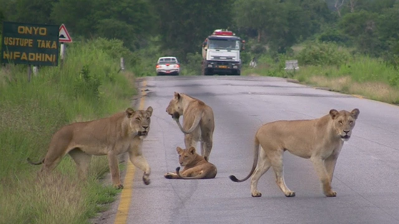 Pride of LIONS crossing the road - Mikumi National Park, Tanzania