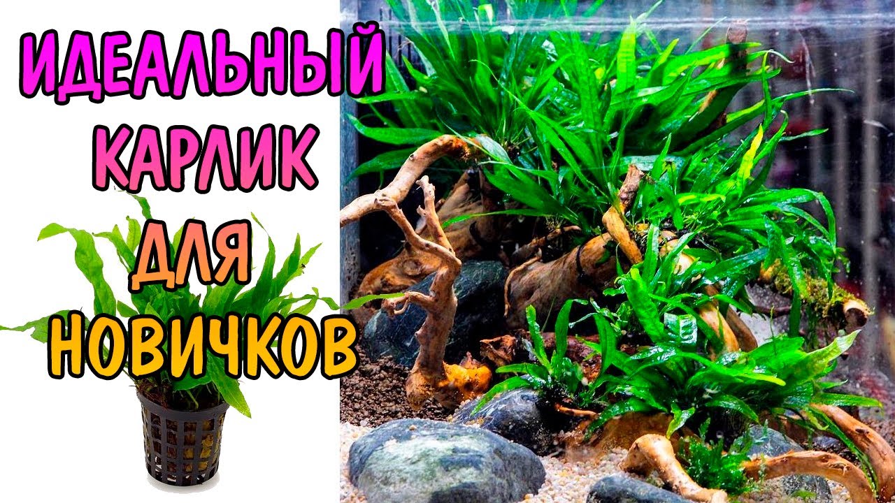 Dwarf fern Microsorum (Microsorum pteropus petite)