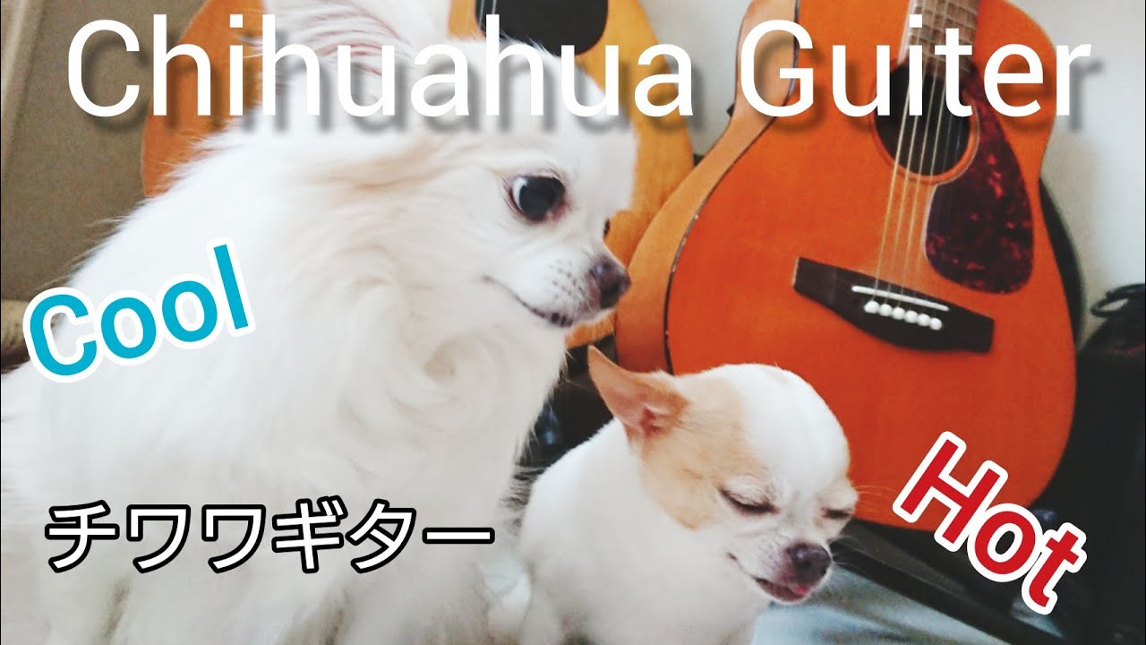 正反対のふたり チワワのるーちゃん あんちゃん