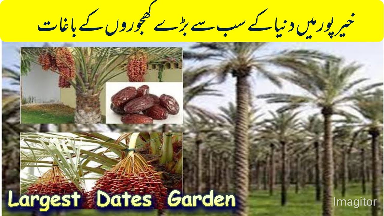 World Largest Date Palm in Khairpur Sindh| Kajhoor Farms in Sukkur & Khairpur Pakistan