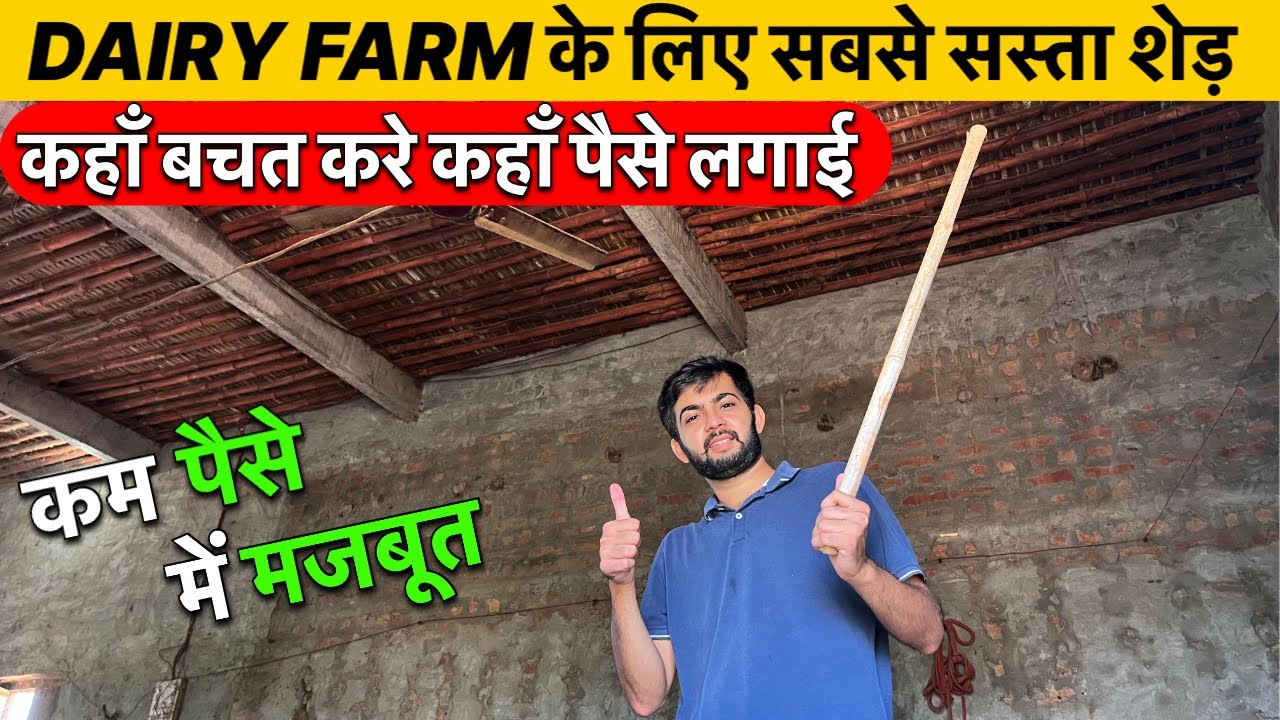 Murrah Buffalo LifetimeShed भैंसों के Low बजट Shed,DairyFarm कम खर्चे में Shed,Dairy Business 