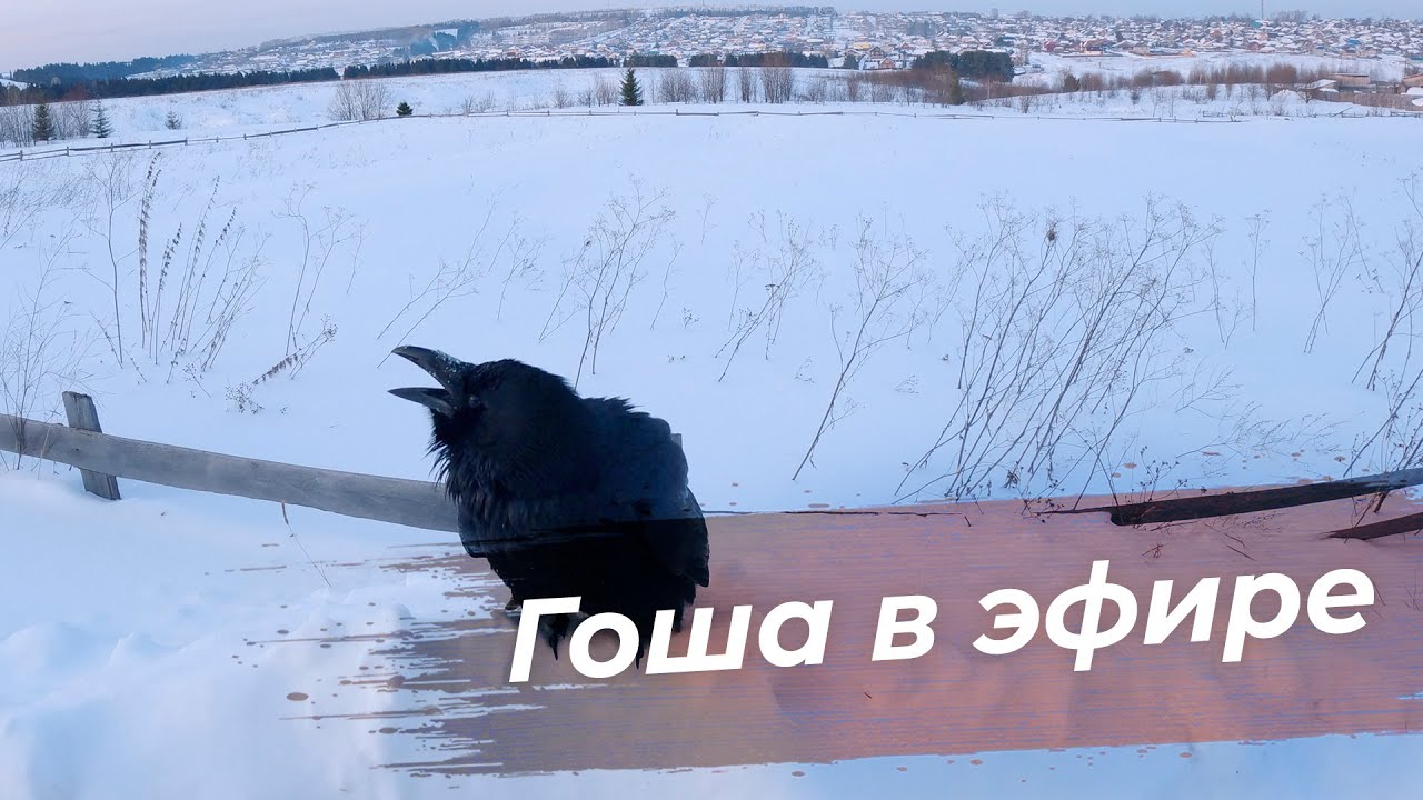 Прогулка с Гошей в прямом эфире! / Тест GoPro 11