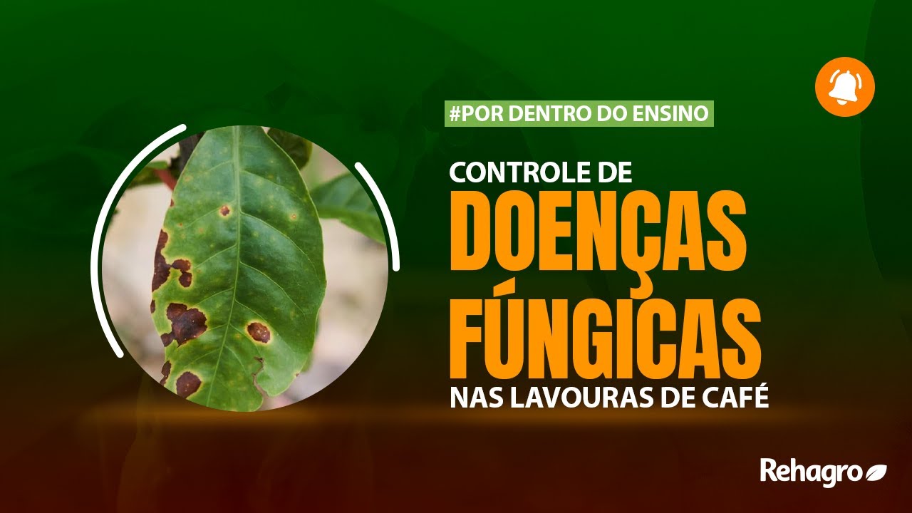 FUNGICIDAS NAS LAVOURAS DE CAFÉ: QUAL UTILIZAR | Por Dentro do Ensino - Café