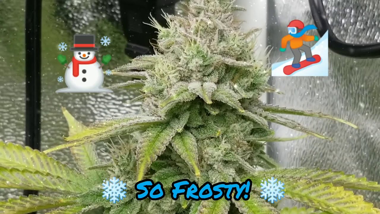 Week 8 in a EZHYDROGROW DWC hydroponic kit running a Mars Hydro TSW2000 led grow light.