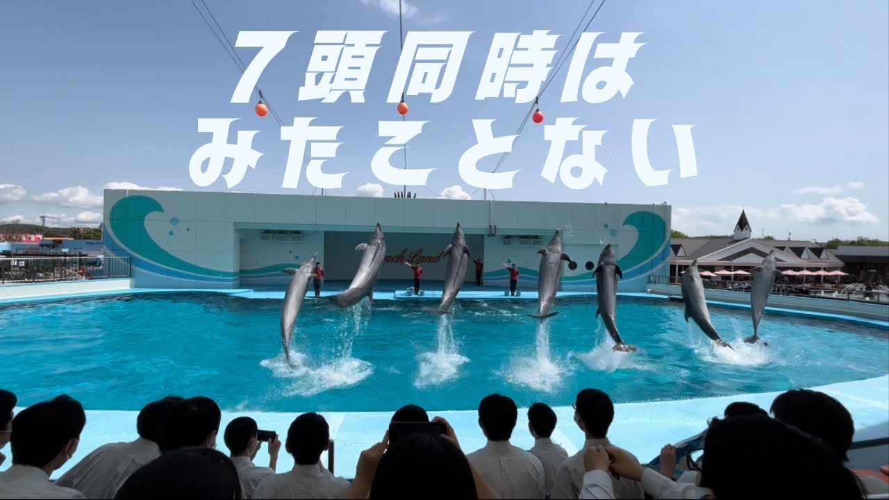【7頭ジャンプ！】#南知多ビーチランド #イルカ ショー　[SUB:JP/EN/IN/ID]