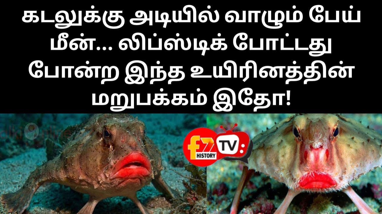 கடலுக்கு அடியில் வாழும் பேய் மீன்... லிப்ஸ்டிக் போட்டது போன்ற இந்த உயிரினத்தின் மறுபக்கம் இதோ!