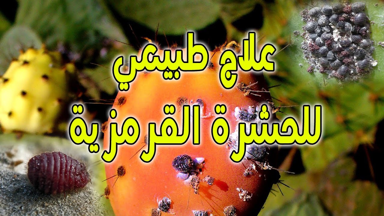 علاج الحشرة القرمزية التي تصيب الصبار والتي حصدت عدة مزارع الصبار