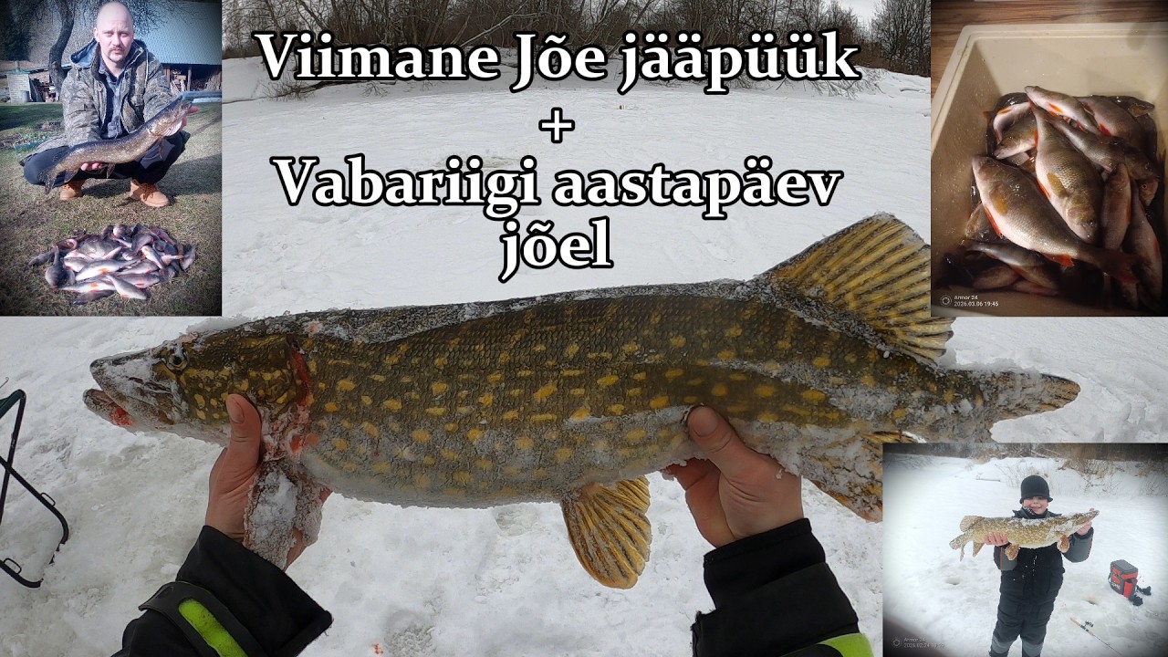 Ahvenad-Haugid Jõelt - 6.märts & 24.veebruar