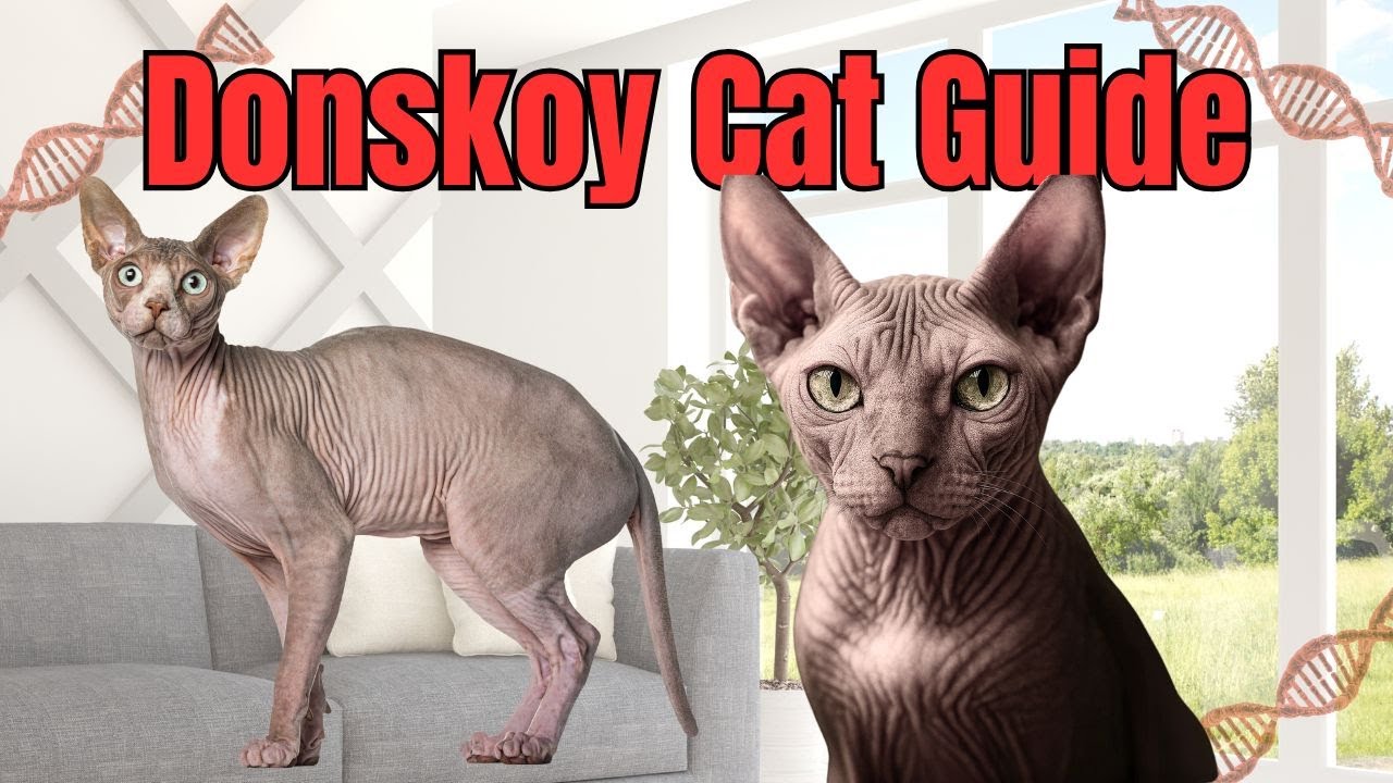 🐾Donskoy Cat Care & Facts Guide: Everything You Need to Know About the The Hairless Cat🐈👽 | 😺📘