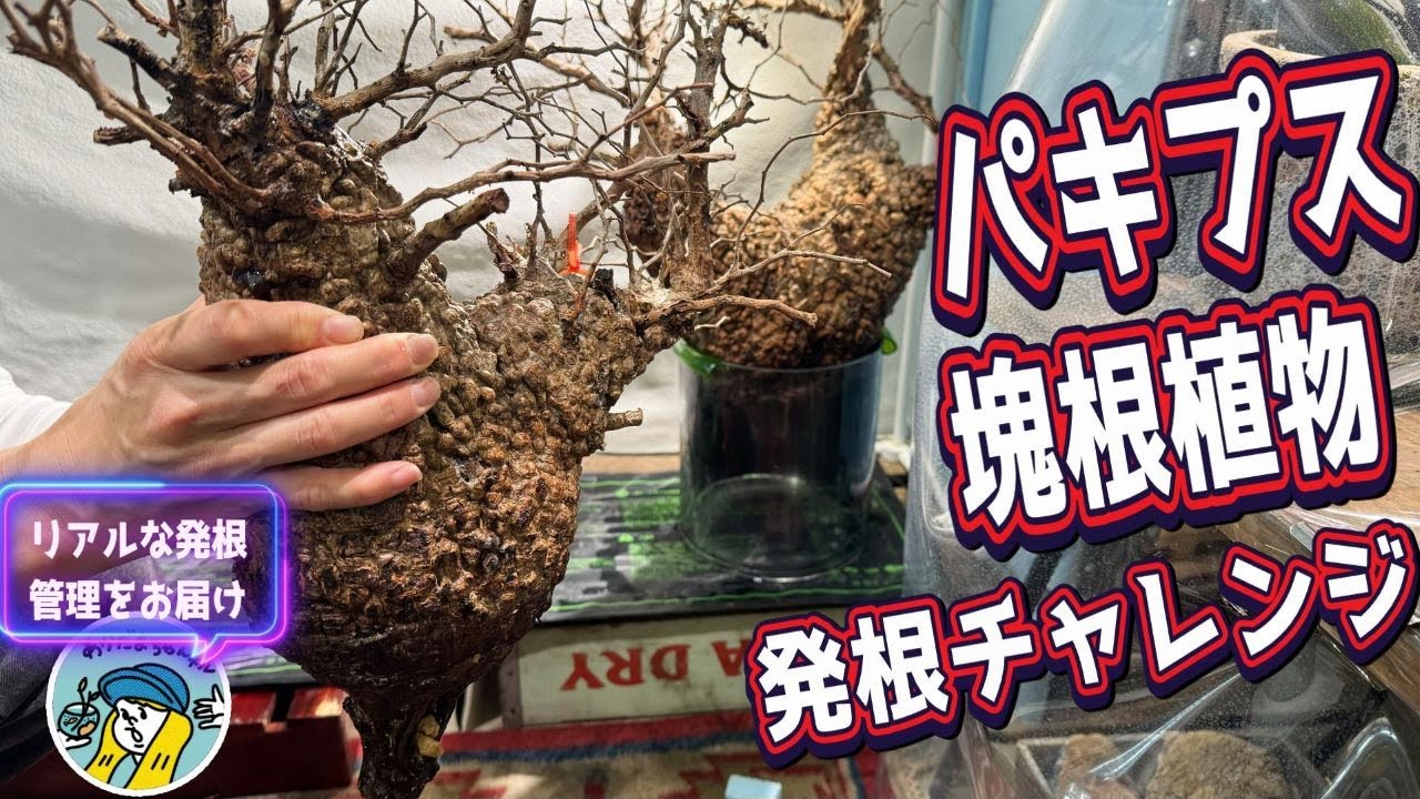【塊根植物】パキプス発根管理のリアルをお届けします（山採り株と現地発根株とは？4株購入した中で何株が成功するのか？