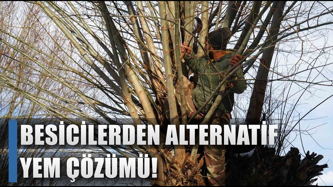 Besicilerinden Alternatif Yem &Ccedil;&ouml;z&uuml;m&uuml;! Daha Tasarruflu / AGRO TV HABER