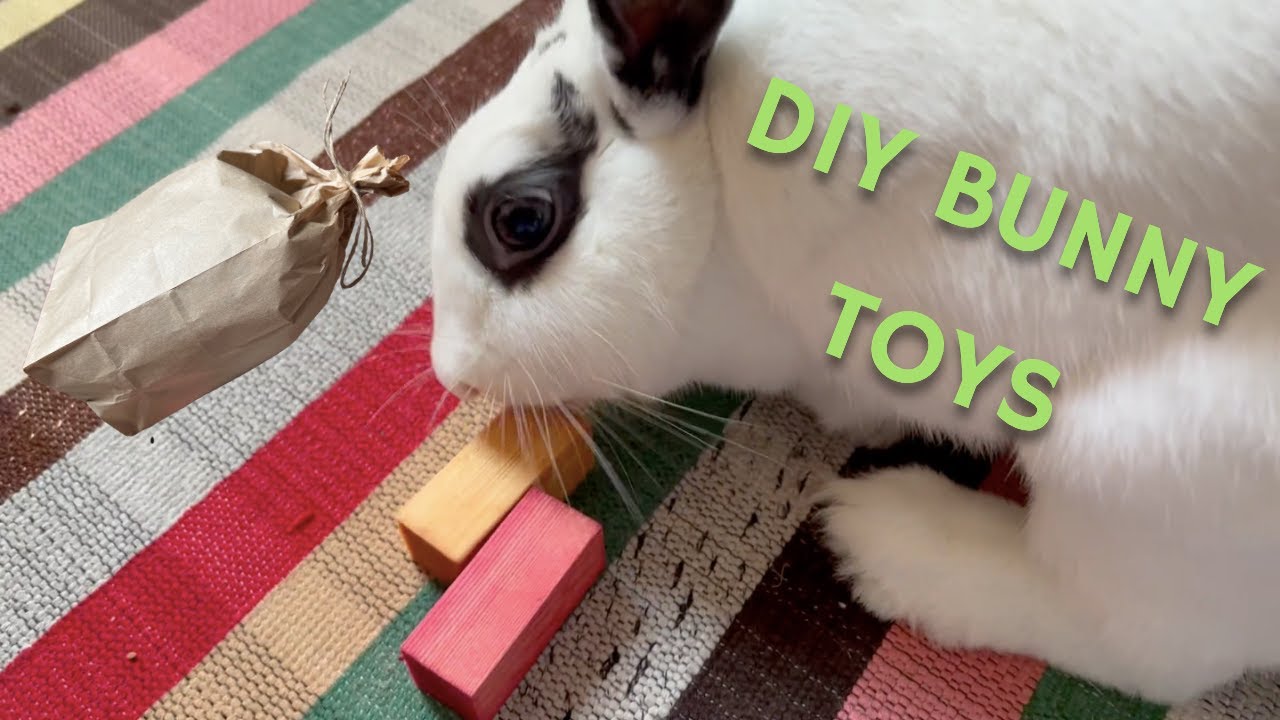 DIY Enrichment Toys for Bunnies