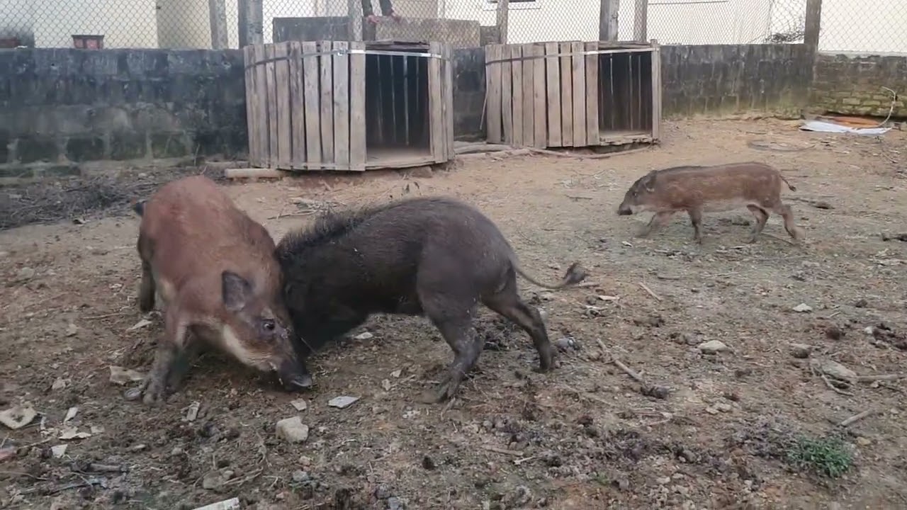 Wild Boar Fights Fearlessly to Protect His Family from an Attack