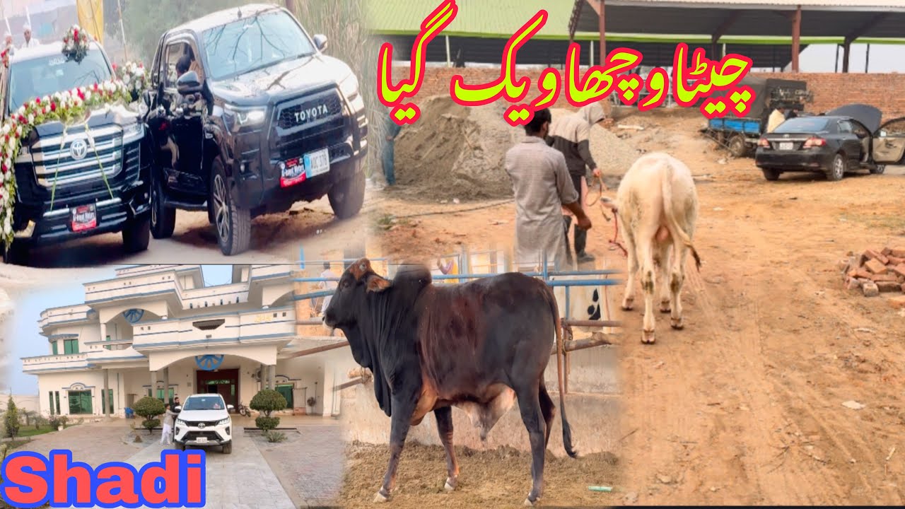 Aj Alhamdulillah Nkura fully White Bachra Sale Ho Gia And Shadi Per Gay G