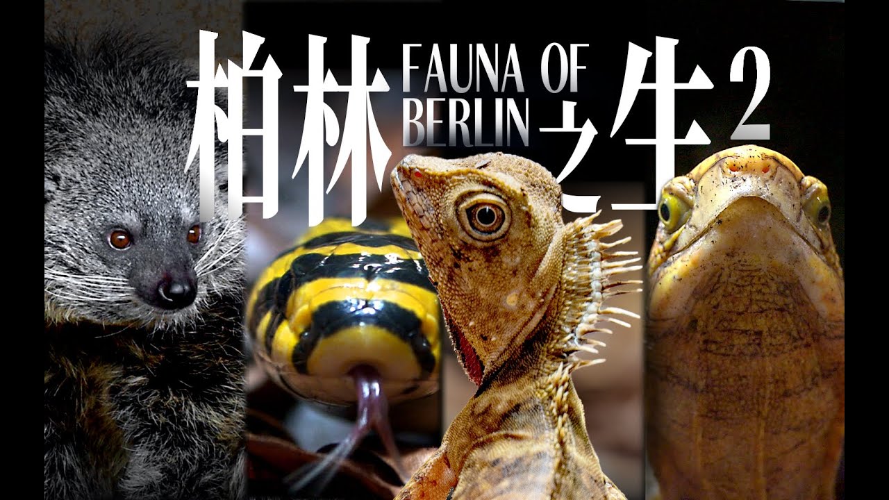 【Fauna of Berlin】Sacred creatures of the Oriental forests（EN/CN Subtitle） 【柏林之生】第1季02