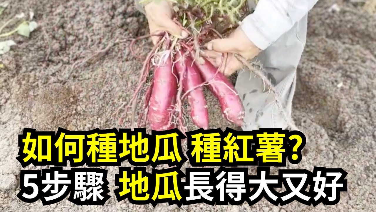 如何種地瓜(紅薯)？用地瓜藤五步驟讓地瓜長得大又好，分享育苗、扦插繁殖、施肥和翻蔓的做法 | 阿星種植