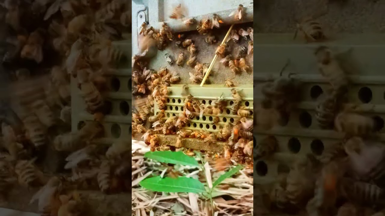 Hive Front Shows Real Pollen Collection