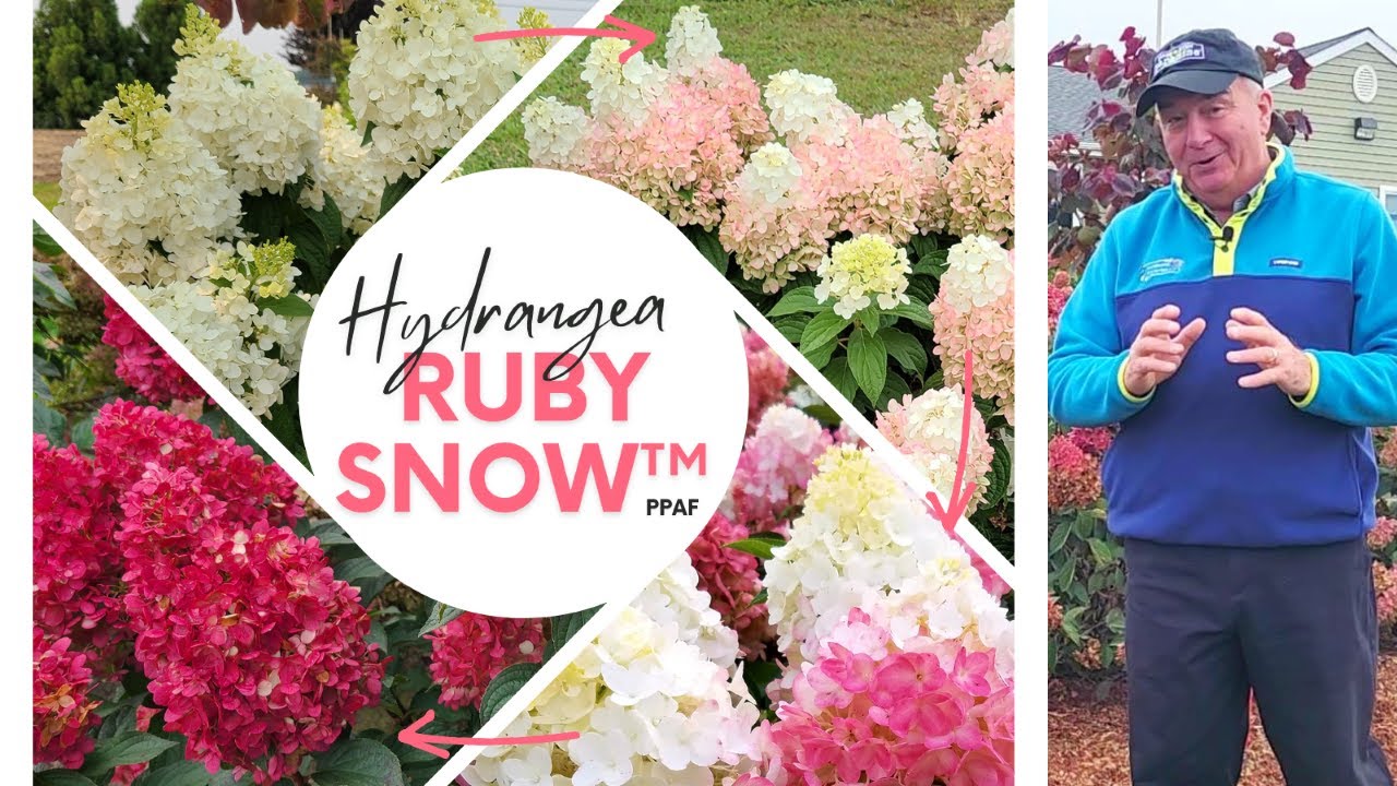 Hydrangea WorryFree® Ruby Snow™ - The BEST Panicle Hydrangea That David Has EVER Seen  👏😍👍😁