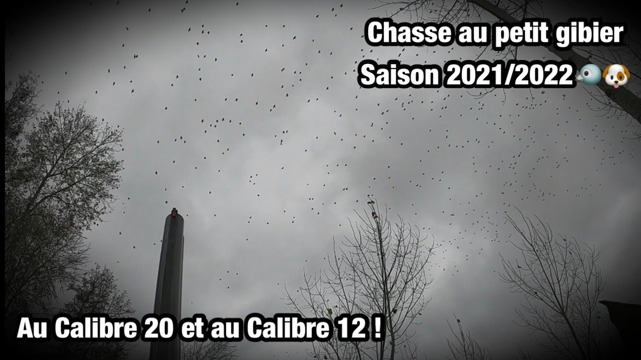 Chasse au petit gibier saison 2021/2022 🐦🐶