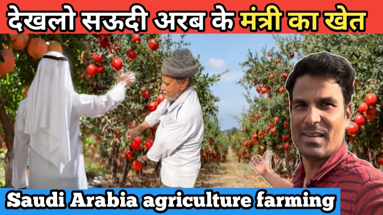 Saudi Arab ki kheti/ Vegetable Farming in Saudi Arabia/ Saudi Arabia agriculture/Pomegranate Farming