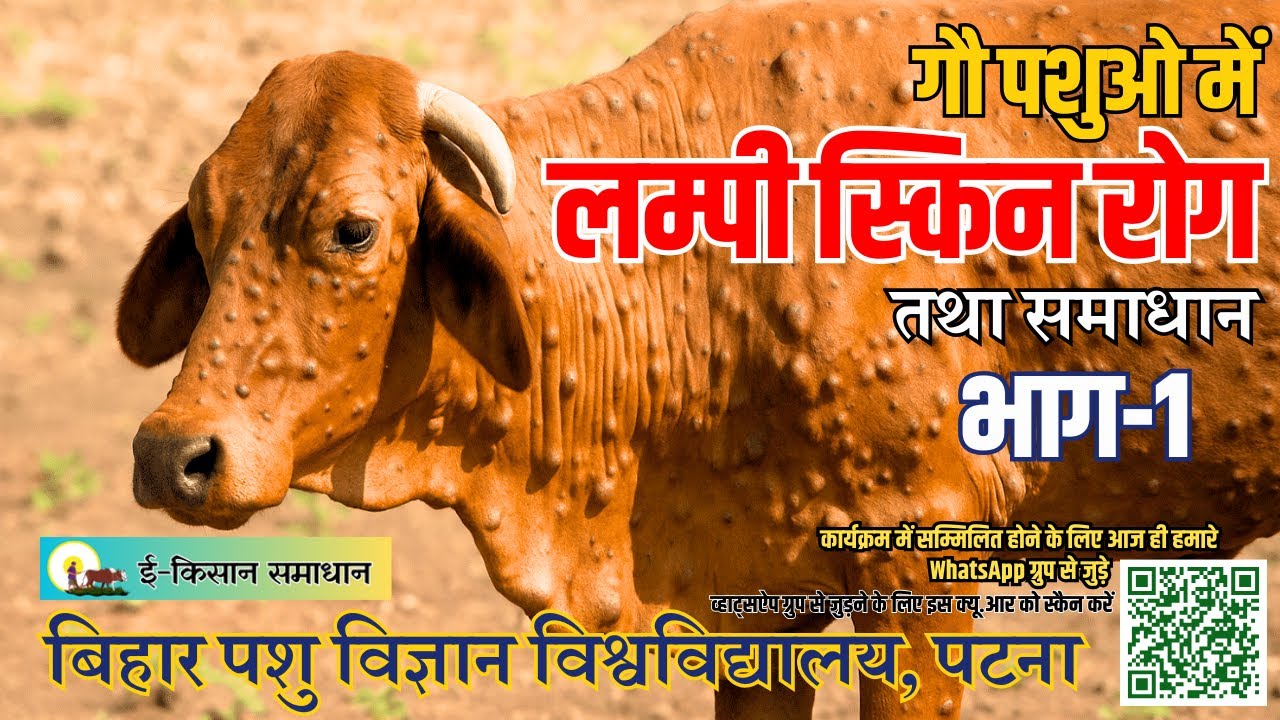 👉 गौ पशुओं में लम्पी स्किन रोग | कारण, लक्षण और समाधान | Lumpy Skin Disease in Cattle | Part-1