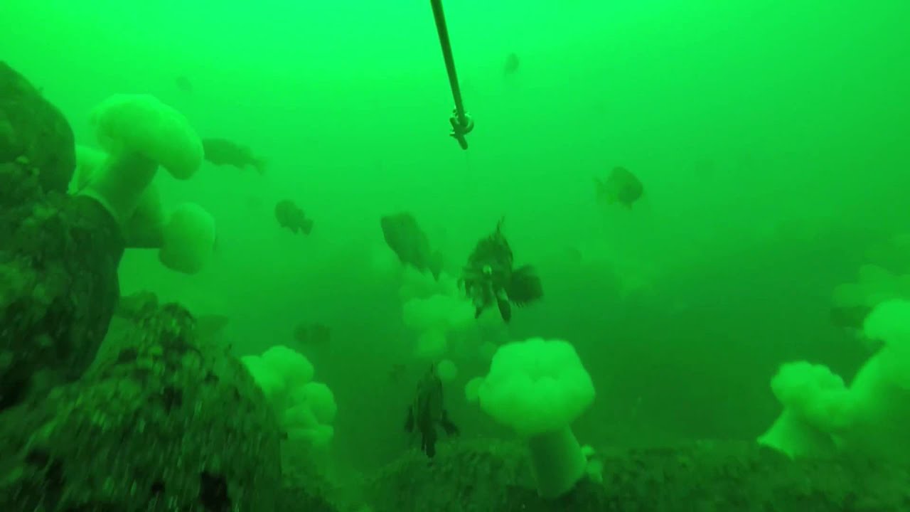Rockfish Jigging with a GoPro