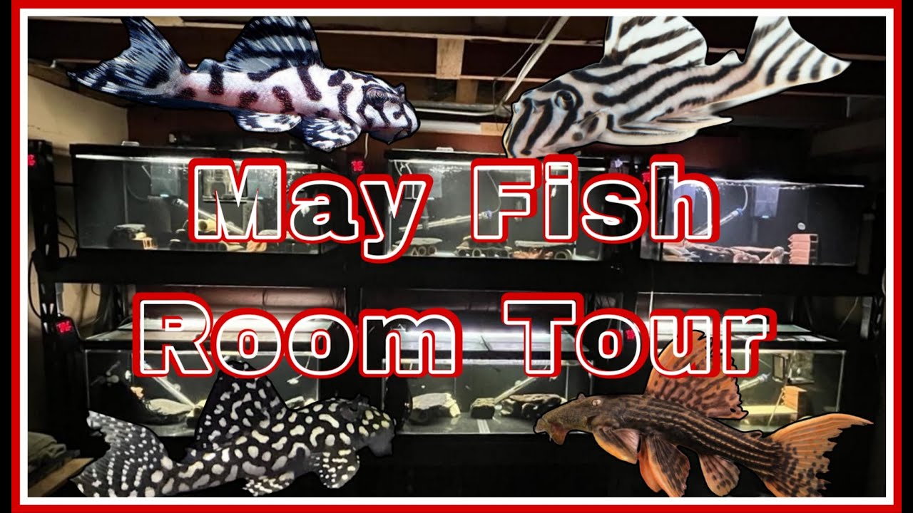 May Fish Room Tour
