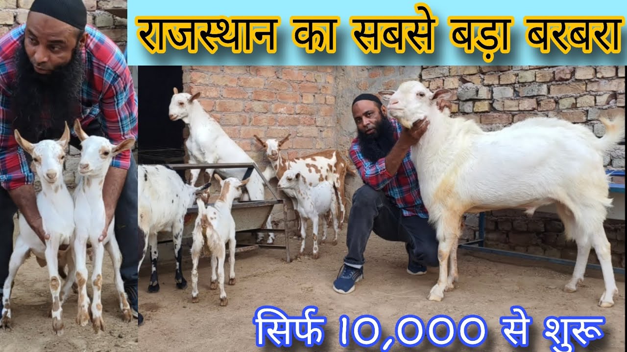 राजस्थान का सबसे बड़ा बरबरा टाइगर barbri goats breed's in hanumangarh