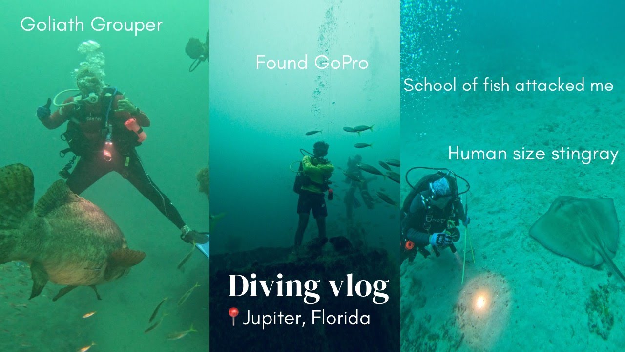 I Was Supposed to Dive with Sharks, But This Goliath Grouper Stole the Show!