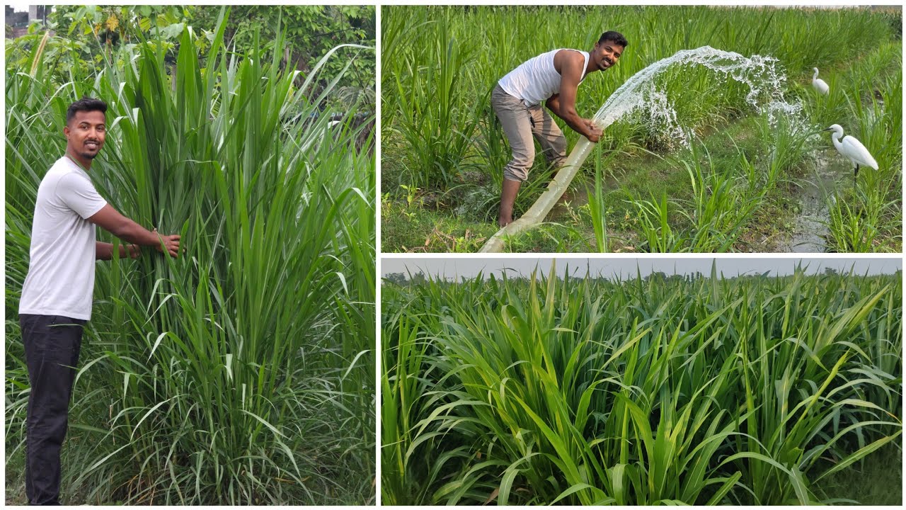 Napier ঘাঁহৰ খেতি।