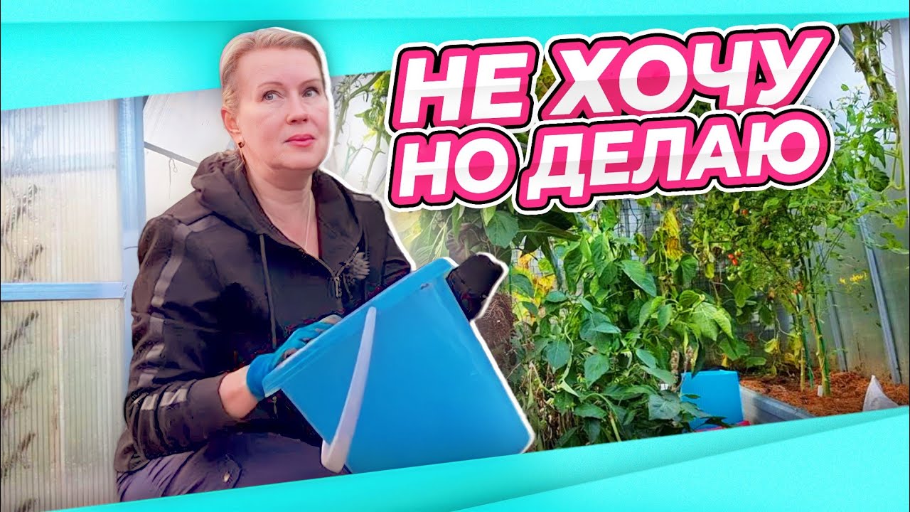 НЕКОГДА РЫДАТЬ | НАЧАЛА УБИРАТЬ ТЕПЛИЦУ | ПЕРВАЯ ГРИБАЛКА | ЗАГОТОВКА ПЕРЦА