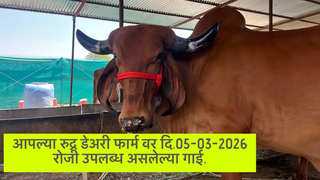 आपल्या रुद्र डेअरी फार्म वर दि.05-03-2026 रोजी उपलब्ध असलेल्या गाई.