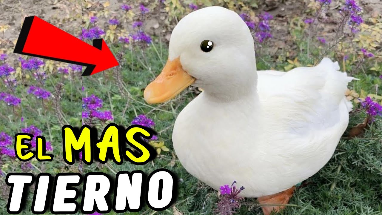 Descubre al PATO mas PEQUEÑO y TIERNO del MUNDO 🥰 Lo Amaras! 💕❤️
