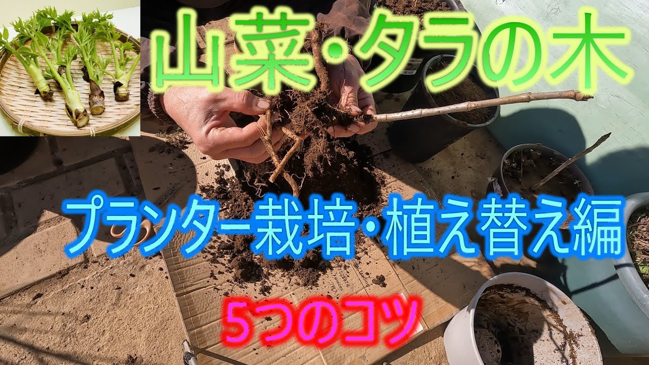 【山菜・タラの木】プランター栽培・植え替え編　5つのコツ　26/1/23