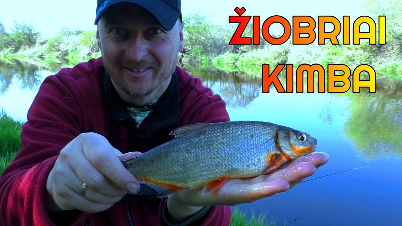 ŽIOBRIAI KIMBA!!! Su feederiu prie Nevėžio upės.
