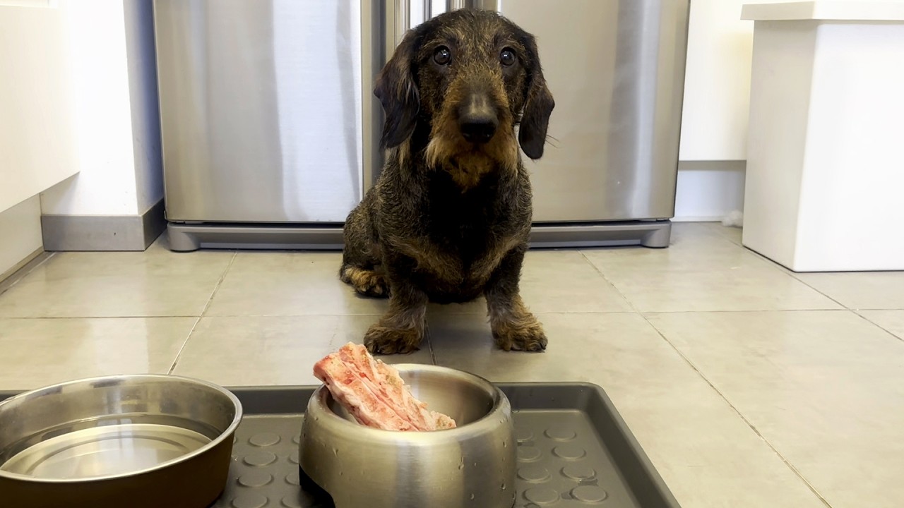 Relaxing Dog ASMR 🐶 | Dachshund Crunching Meaty Bone